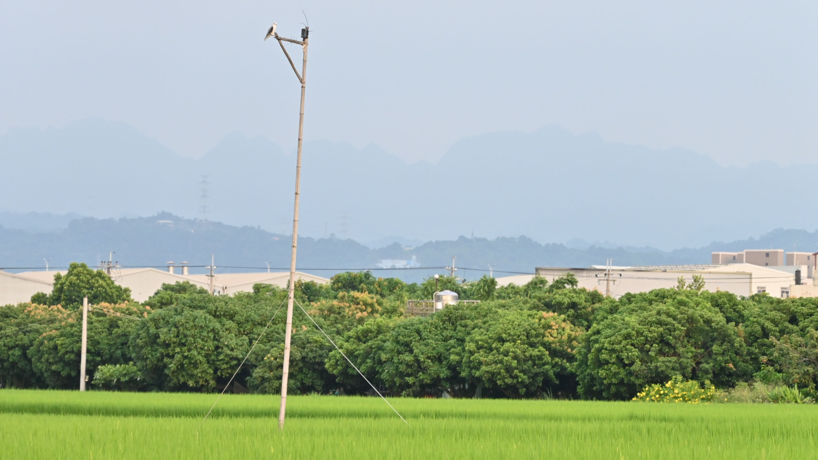 黑翅鳶棲架